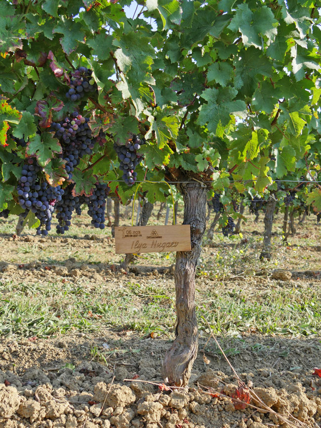 Виноградник на урожай